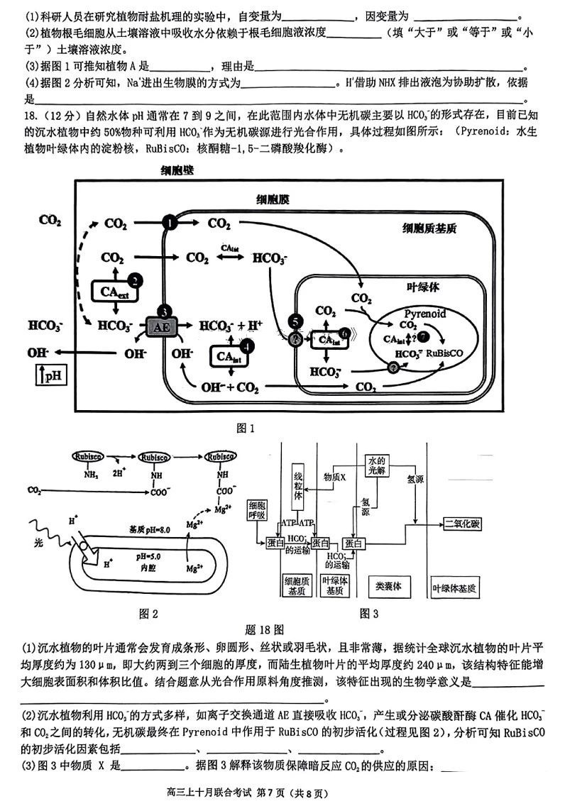 重庆市高2025届拔尖强基联盟高三上10月联合考试化学试题及答案