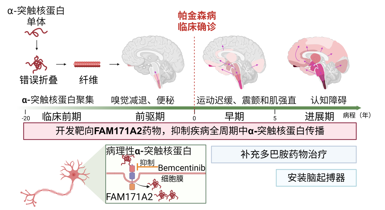 “从0到1”发现帕金森病原始创新靶点和候选新药