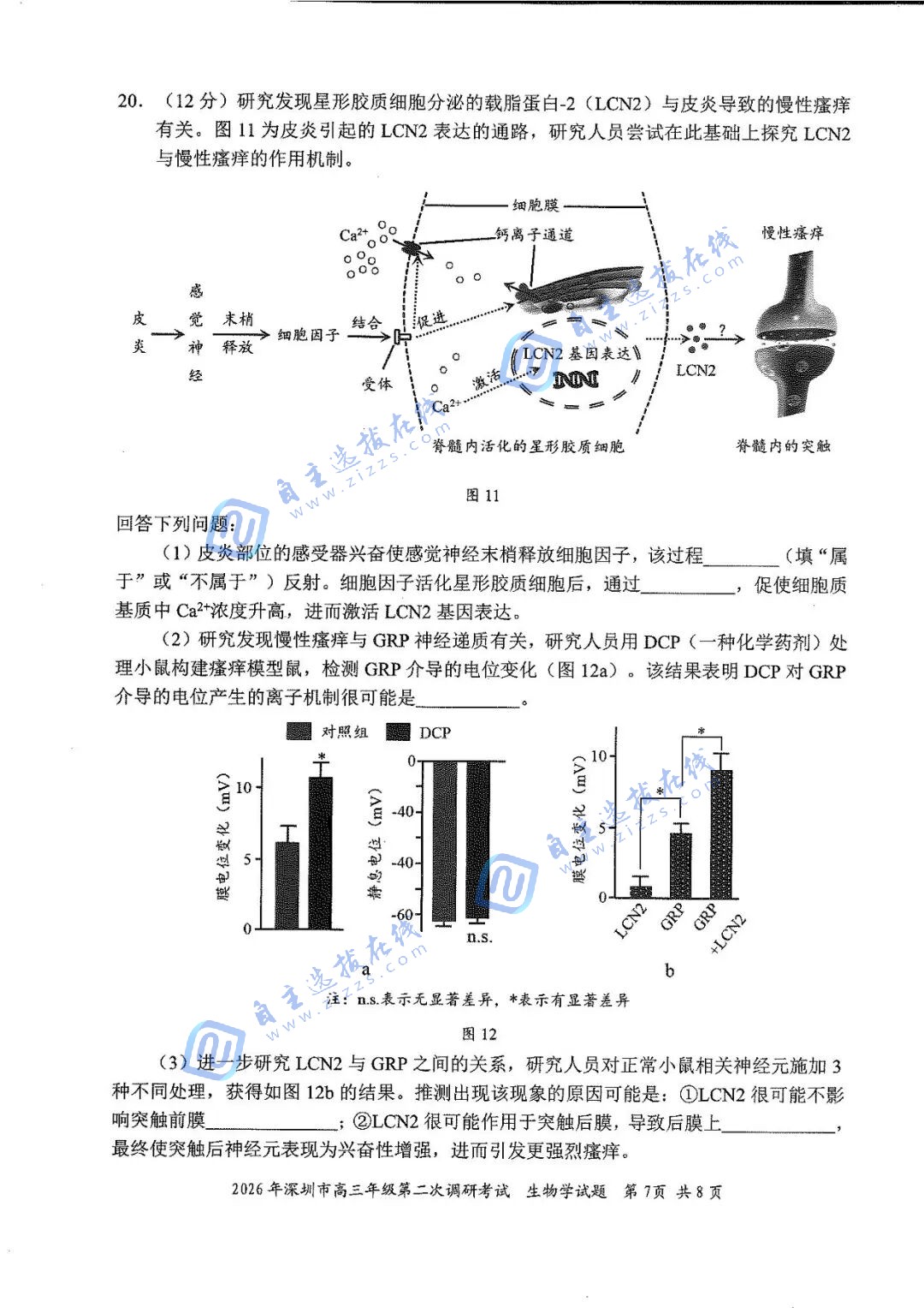 深圳市2026届高三二模考试生物试题及答案_自主选拔在线